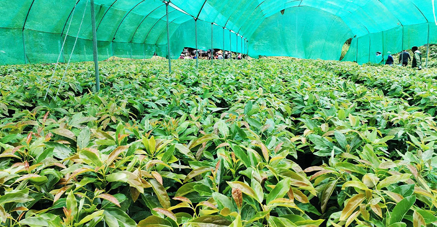 Entregaron 10 000 plantones de palto injertados a productores de Chacaybamba Junín Perú