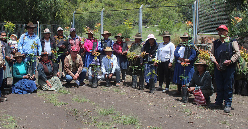 Impulsan la producción de palto con plantones injertados en Coyllurqui Apurímac Perú