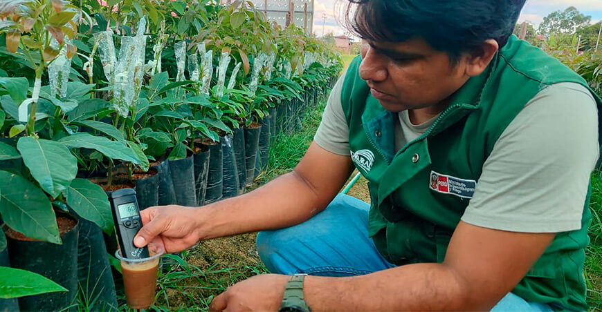 Entregarán más de 170 000 plantones de palto a productores de Junín Perú Agro Rural 