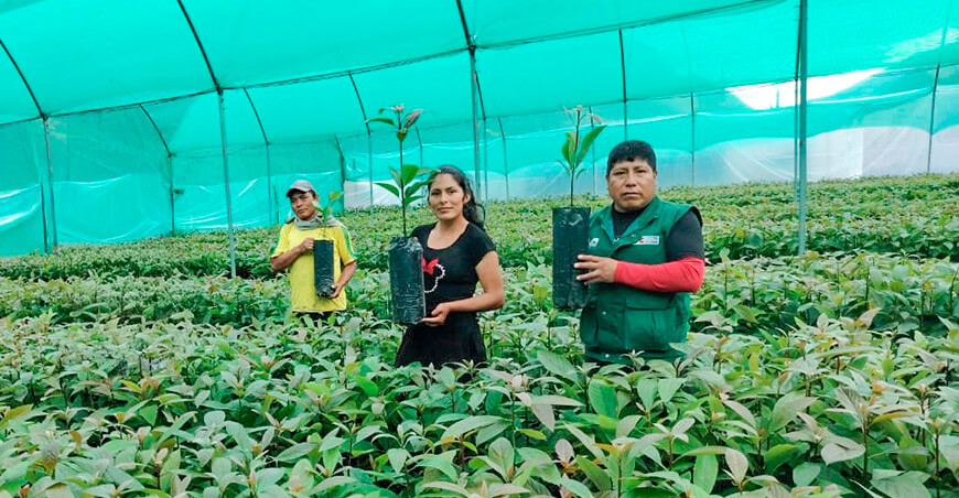 Entregarán más de 170 000 plantones de palto a productores de Junín Perú Agro Rural