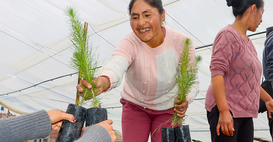 Impulsan reforestación en Huamanga con 20 000 plantones de pino Ayacucho Perú