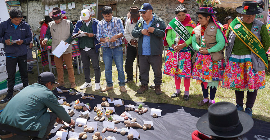 presentarán oficialmente el libro "Papas, mashuas y otros tubérculos nativos de Tircos, Huanta" Ayacucho Perú 