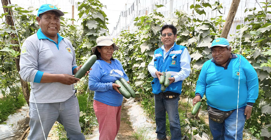 Casas malla elevan el rendimiento de pepinillo a 125 t/ha en San Antonio Moquegua Perú