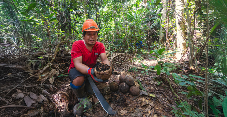 Conservan más de 8000 hectáreas de bosques con producción de castaña en Madre de Dios