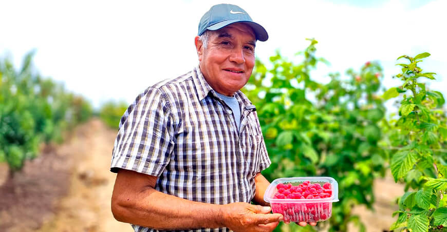 Perú cultivo de frambuesas peruanas 