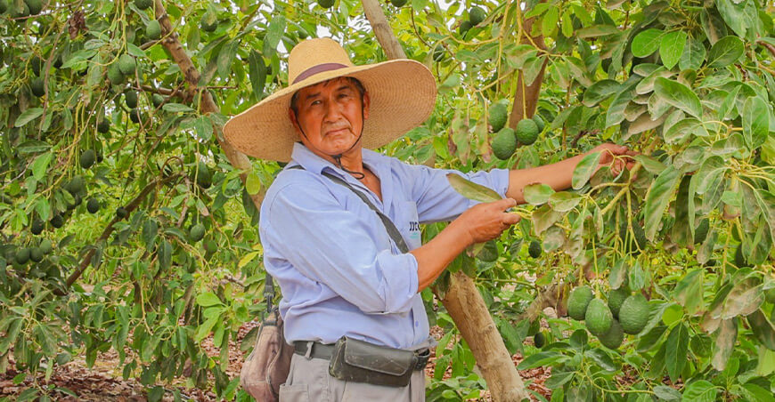 productor de palta San Antonio Moquegua Perú