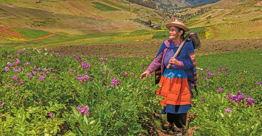 productora agraria cultivo papa Perú