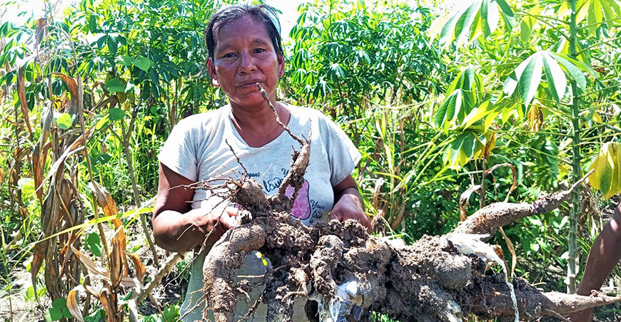 productora de cultivo de yuca Ucayali Perú
