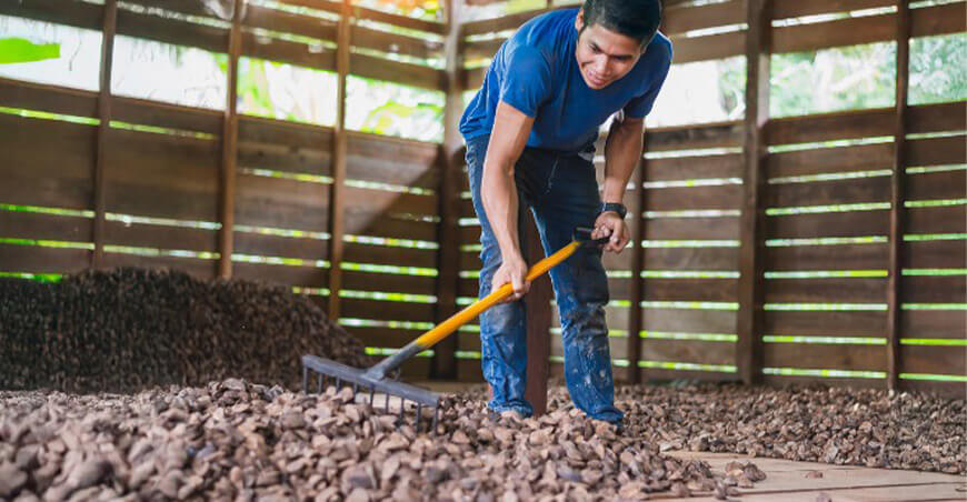 Conservan más de 8000 hectáreas de bosques con producción de castaña en Madre de Dios