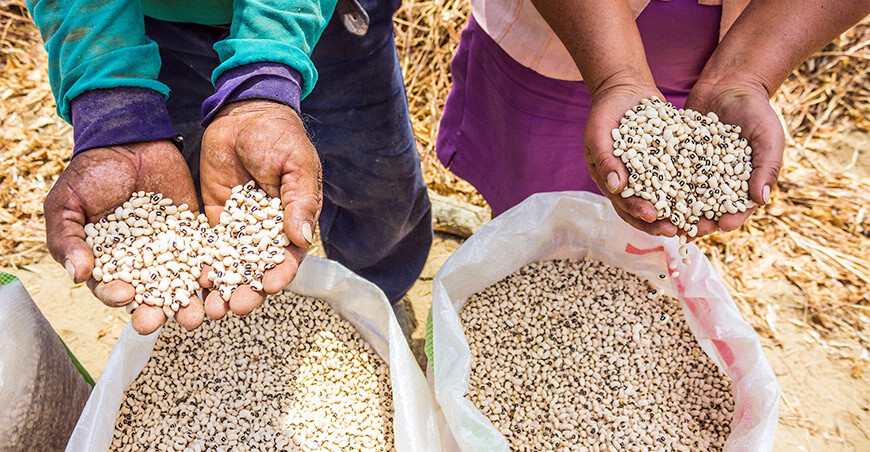 legumbres menestras frijol castilla Perú
