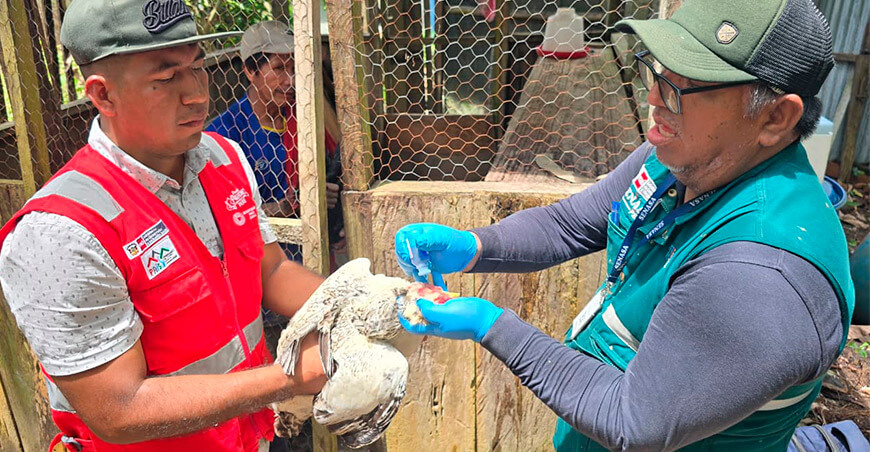 Senasa y el Programa PAIS protegen aves domésticas con vacunación en Loreto Perú