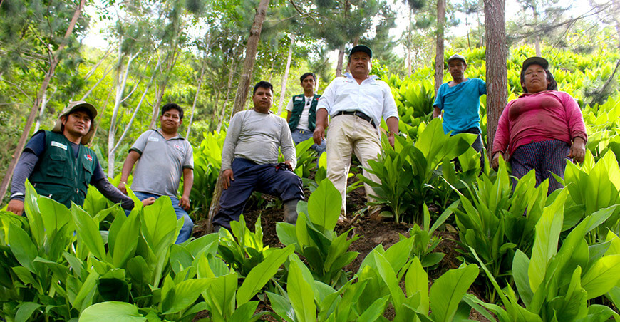 Proyecto Palillo Vraem Provraem Perú
