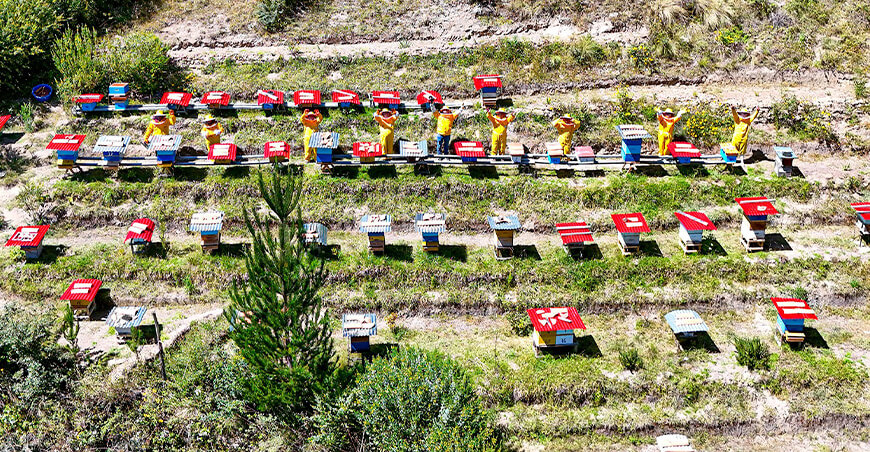 Proyecto Apícola GORE Cusco apicultores crianza abejas producción de miel Cusco Perú