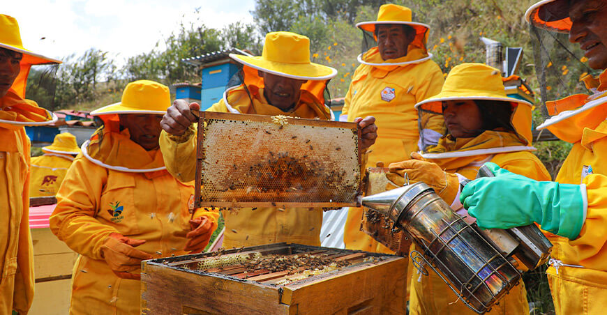 Proyecto Apícola GORE Cusco apicultores crianza abejas producción de miel Cusco Perú