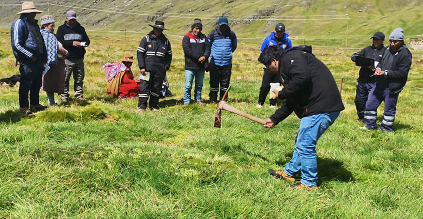 la alimentación de alpacas de color instalación pastos Puno Perú