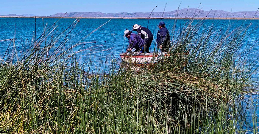 Puno se consolida como modelo de recuperación sostenible del carachi en el lago Titicaca Perú
