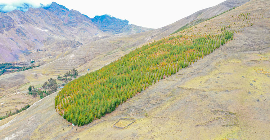 plantaciones forestales Agro Rural Perú