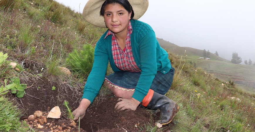 Reforestan 22 hectáreas con 18 000 plantones en San Marcos Cajamarca Perú