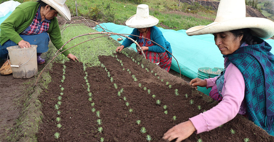 Reforestan 22 hectáreas con 18 000 plantones en San Marcos Cajamarca Perú