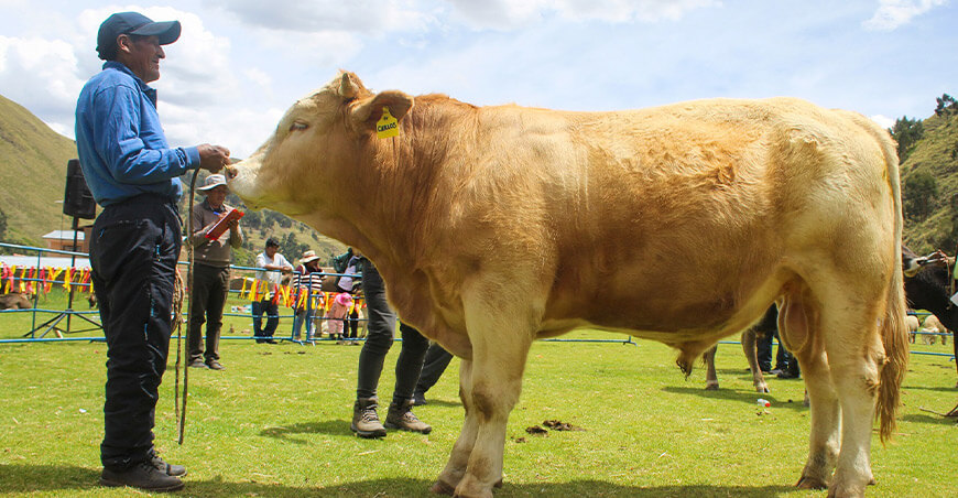 Maranganimanta Rantikuy remate de ganado vacuno Maranganí Cusco Perú