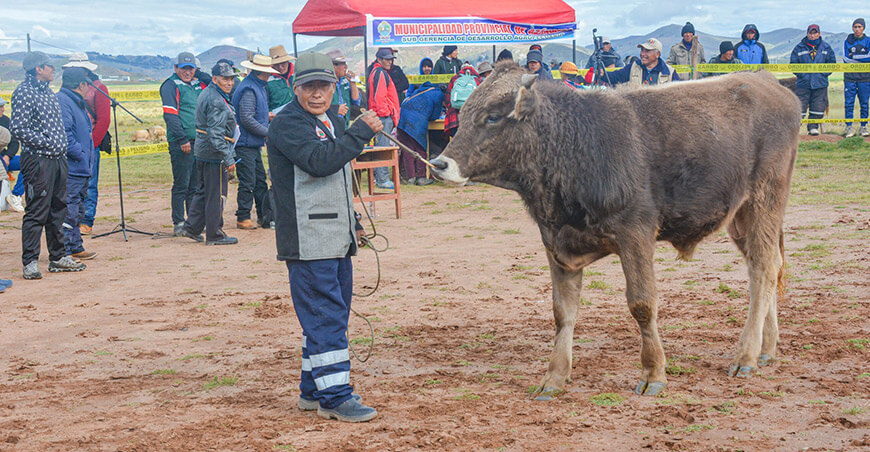 remate ganado vacuno Azángaro Puno Perú