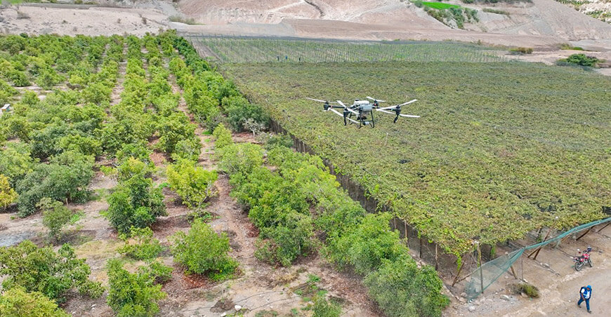 proyecto frutales de San Antonio de Moquegua mejora producción de palta uvas con uso de drones agrícolas Moquegua Perú