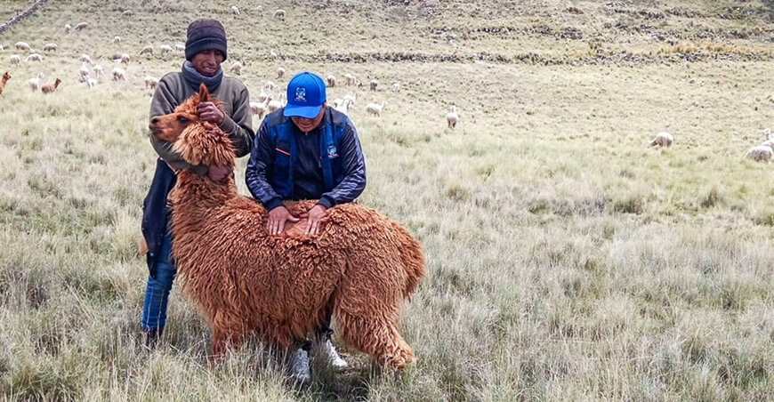 Puno alpacas de color