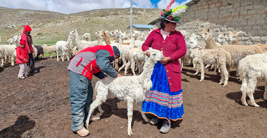 sanidad alpacas Moquegua Perú