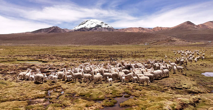Inician campaña sanitaria para proteger a camélidos sudamericanos ante heladas en Tacna