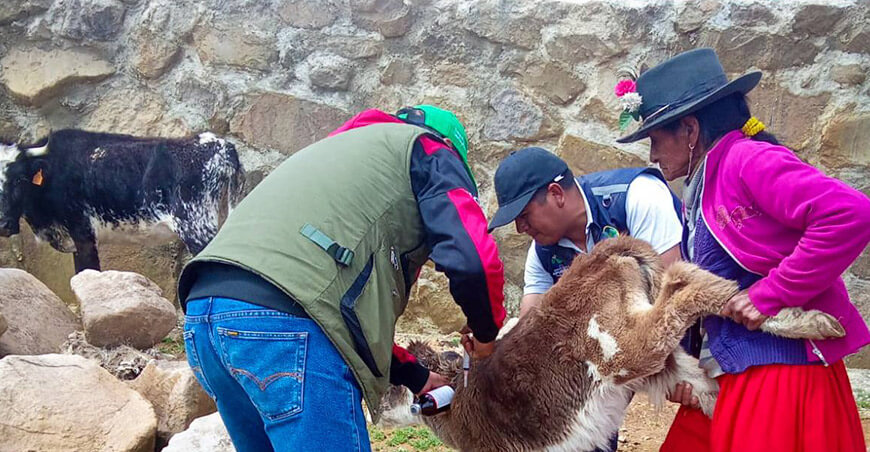 sanidad animal bovinos Andahuaylas Apurímac Perú