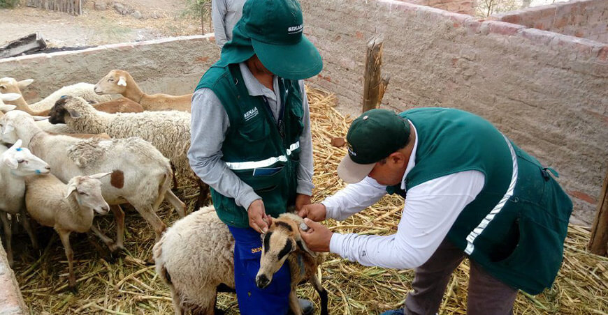 Senasa campaña vacunación ovinos Perú