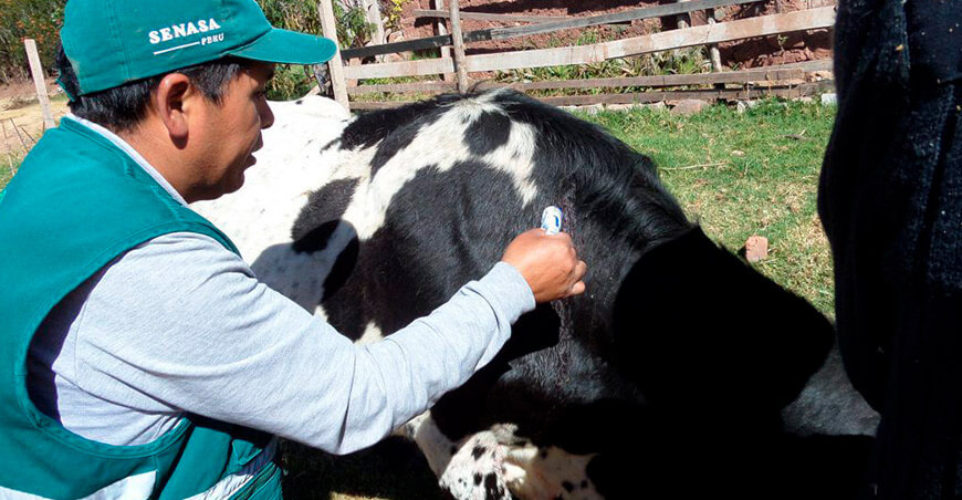 Senasa campaña vacunación bovinos vacunos Perú