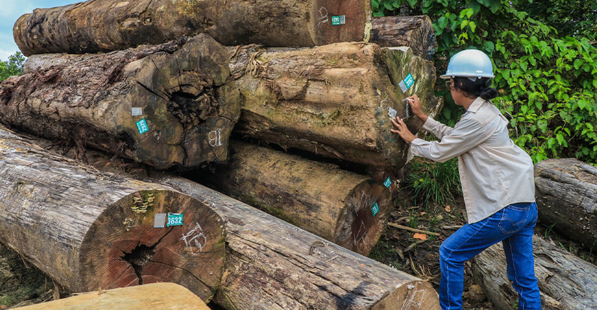 Negocios forestales pueden acceder a financiamiento del Serfor para crecer y generar mayores ingresos Satipo Junín Perú