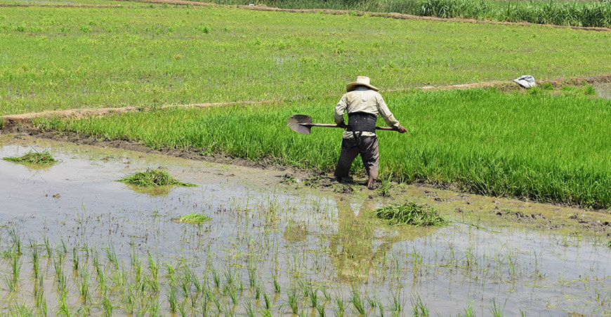 siembra de arroz en el valle Sechura Piura Perú