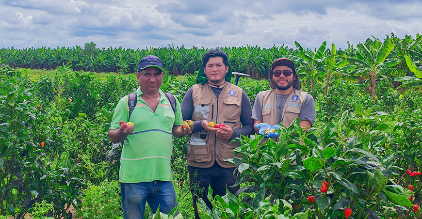 UNTRM inicia colecta de ajíes nativos para preservar su diversidad genética Perú 