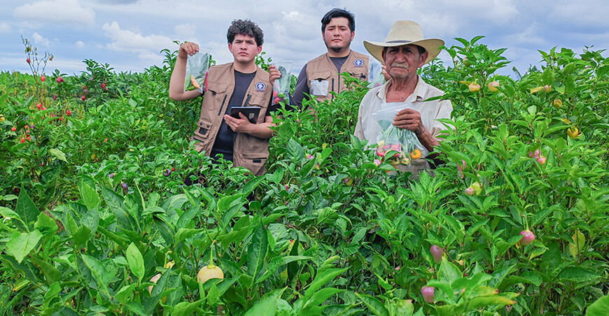 UNTRM inicia colecta de ajíes nativos para preservar su diversidad genética Perú