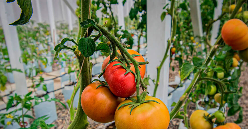 Estudio de la UNTRM duplica la regeneración de tomate en laboratorio