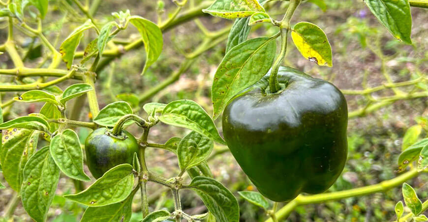 UNTRM impulsa el mejoramiento genético del rocoto junto a productores Amazonas Perú
