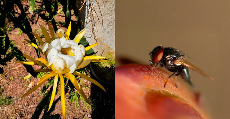 UNTRM advierte riesgo creciente de plaga de la mosca del botón floral que afecta la producción de pitahaya en el norte del Perú