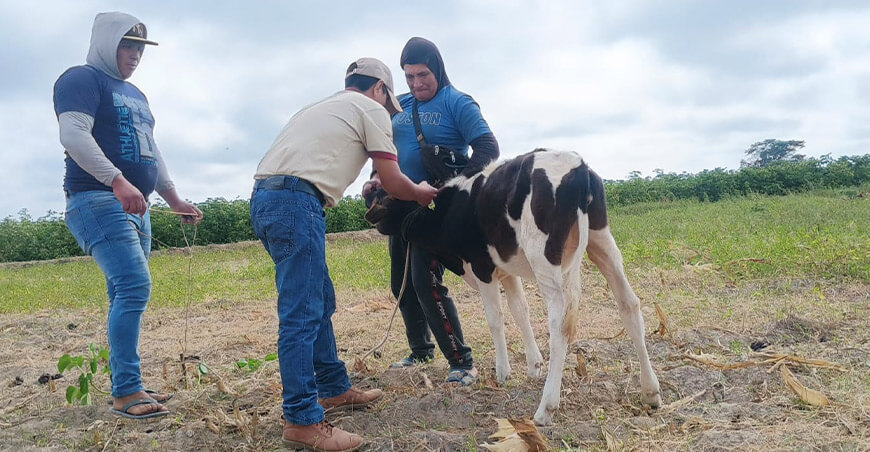 sanidad animal vacunación bovinos Lambayeque Perú