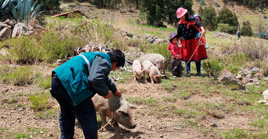 Programa PAIS y Senasa vacunan a más de 1000 cerdos contra la peste porcina en Áncash