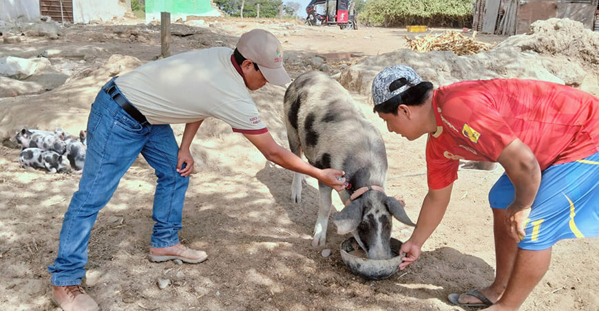 sanidad animal vacunación porcinos Lambayeque Perú