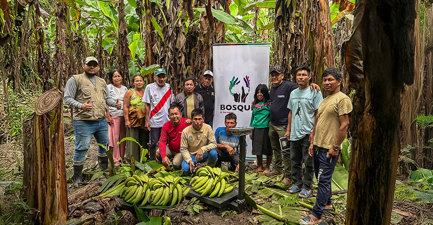 Comunidades nativas vendieron 17 toneladas de plátano cultivado en bosques conservados Ucayali Perú Minam