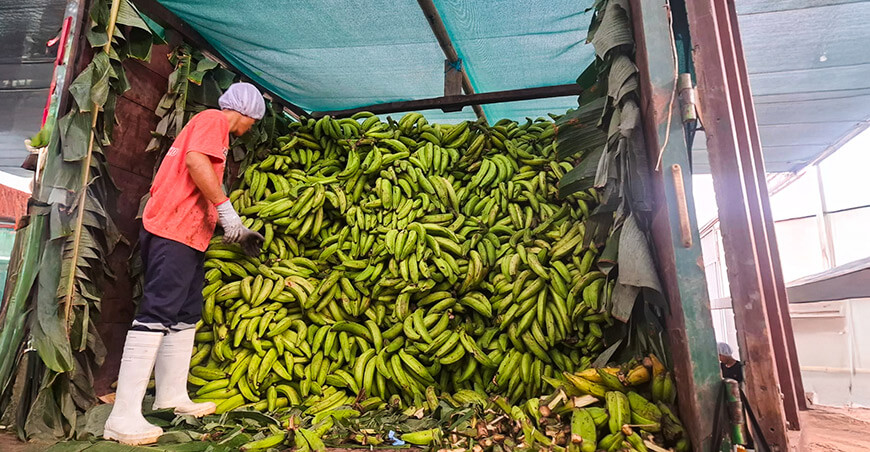 Comunidades nativas vendieron 17 toneladas de plátano cultivado en bosques conservados Ucayali Perú Minam