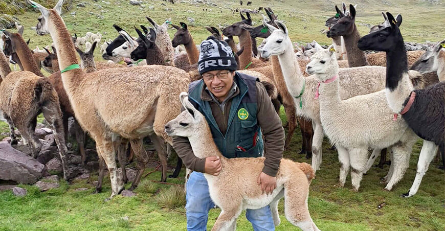 Ejecutan campaña de parición de alpacas y llamas para mejorar el mejoramiento genético Junín Perú