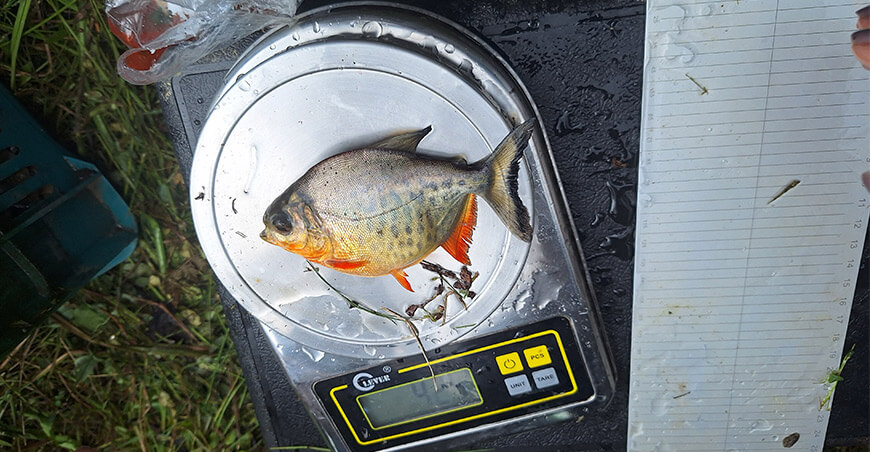 Devida fortalece la economía de familias de Puno, Madre de Dios y Cusco mediante la crianza de peces tropicales Perú