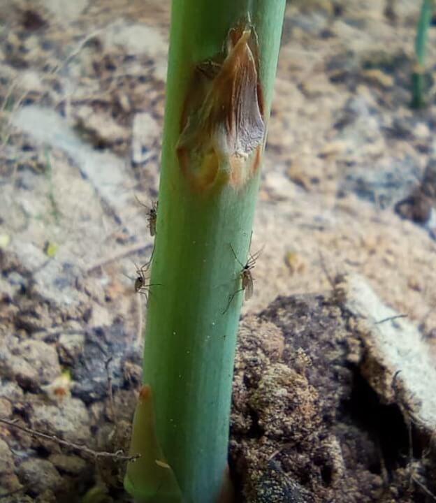Adultos de P. longifila reposando durante el día en tallos de espárrago, dentro de una plantación con abundante follaje.