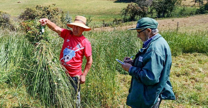 Garantizan alimentación para más de 68 000 cabezas de ganado con la Campaña Nacional de Siembra de Pastos y Forrajes 2026-2027