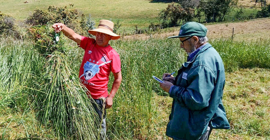 Revisa las recomendaciones para mejorar el manejo de pastos y forrajes Agro Rural Perú