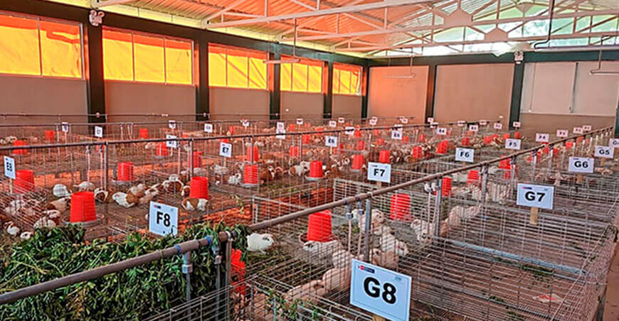 Inauguraron galpón de cuyes de alto valor genético para 1928 productores Moquegua Perú